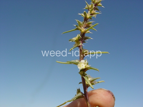 thistle, Russian